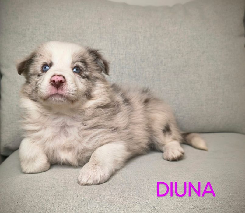 Border Collie Suczka Chocolate Merle BADANIA