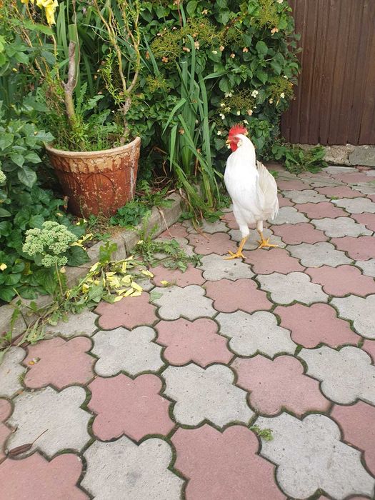 Sprzedam koguty leghorn