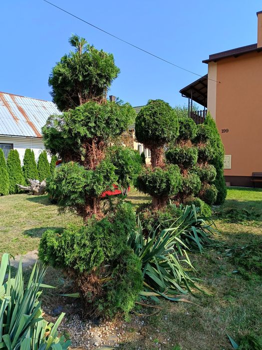 Zakładanie ogrodów, trawników