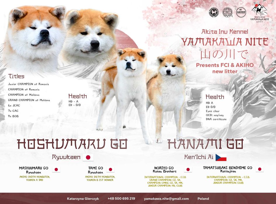 Akita Inu (japońska), ZKwP / FCI & AKIHO - czerwony piesek LC