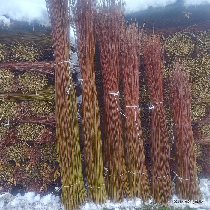 Wiklina zielona sortowana