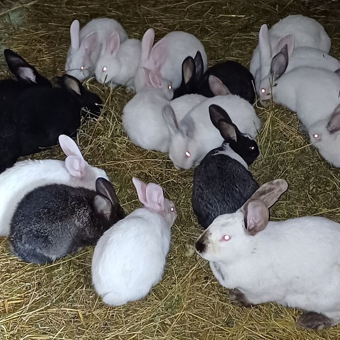 Продам кролі терміново