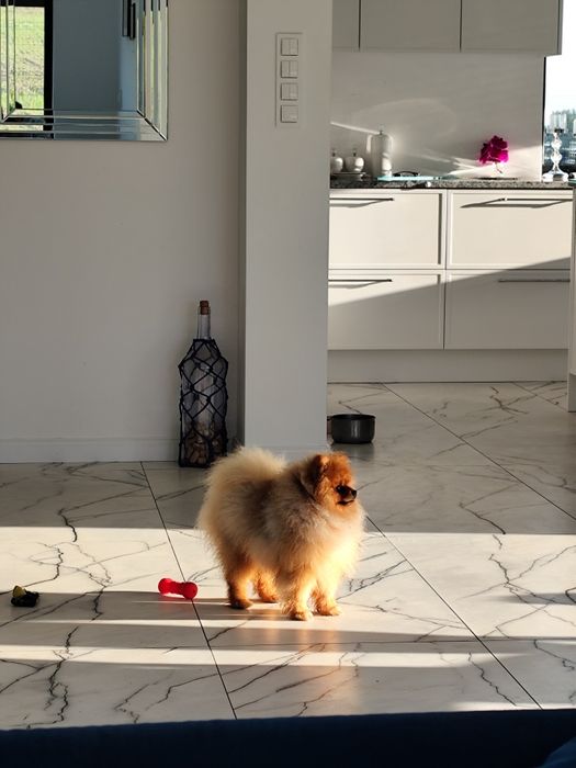 Pomeranian ,Szpic miniaturowy, idealny