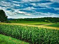 Kukurydza MAS 23.M FAO 250 Jednostka 50 000 nasion