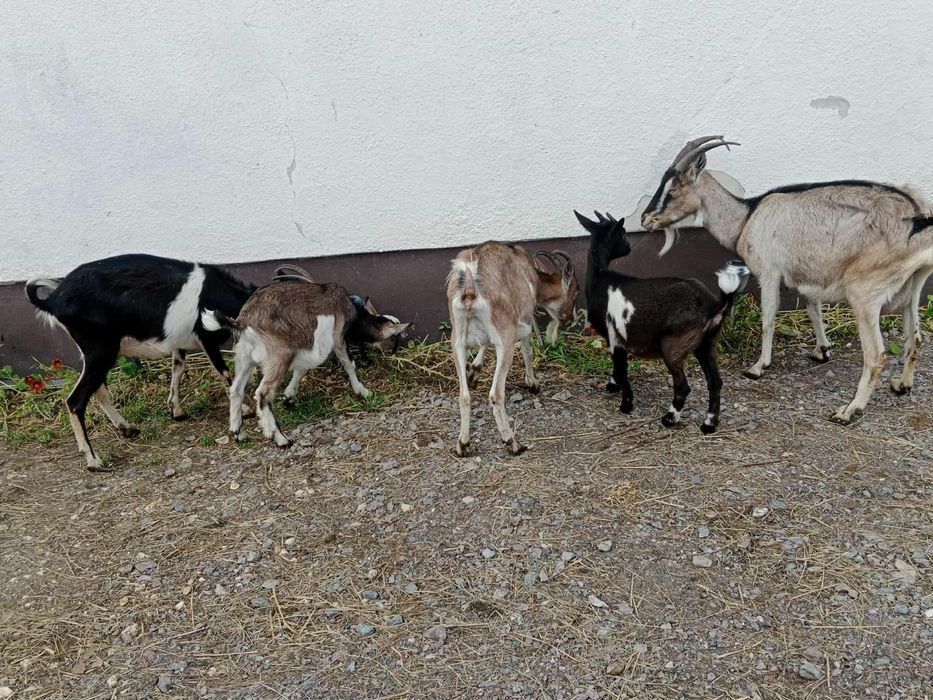 3 kozy dorosłe i 2 małe