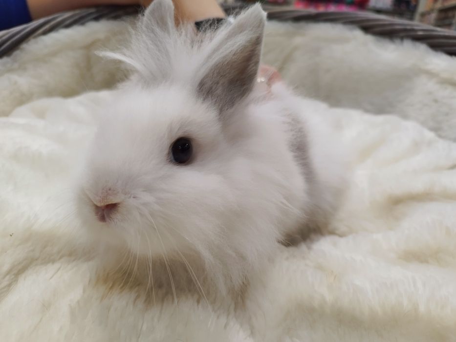 Królik Karzełek Teddy (samica) MASSON