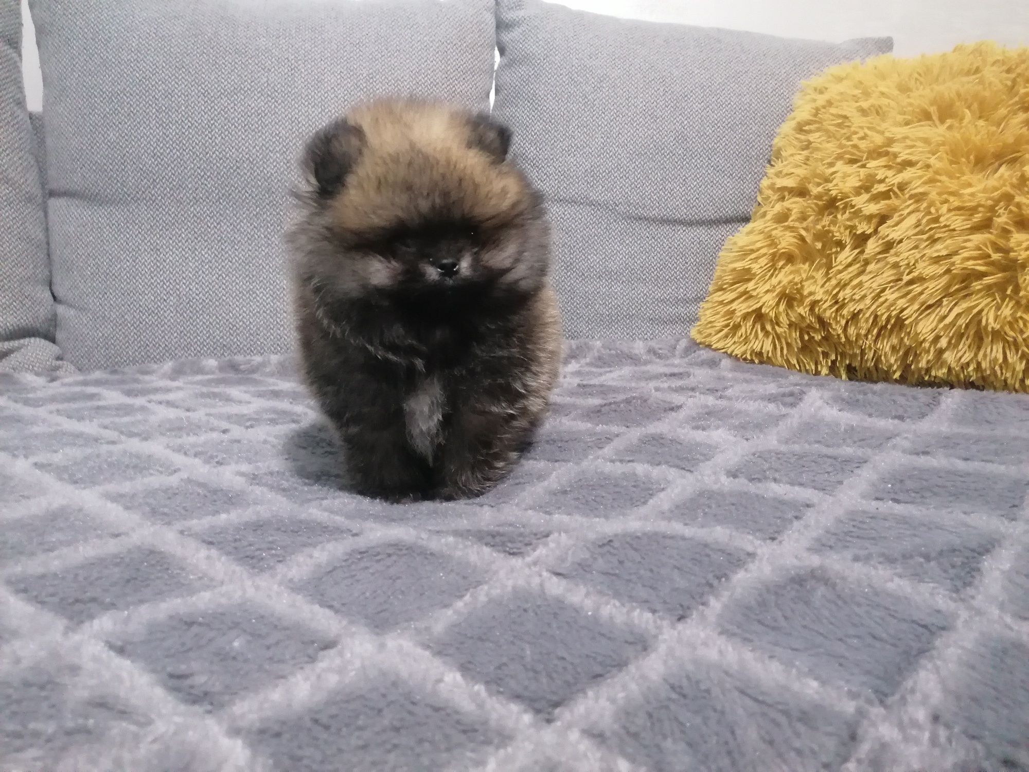 Szpic miniaturowy Pomeranian piesek mini