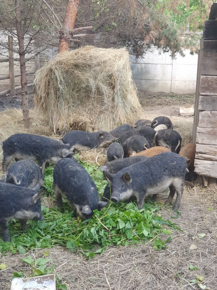 Pieczony prosiak z warzywami pieczone prosie dzik szynka schabkiełbasa