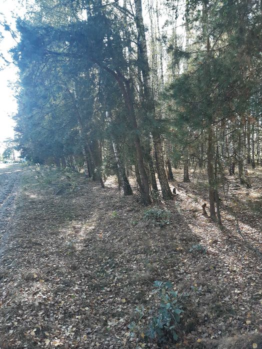 Sprzedam  zalesioną działkę w miejscowości Nowa Wieś Śladów 1,18 ha