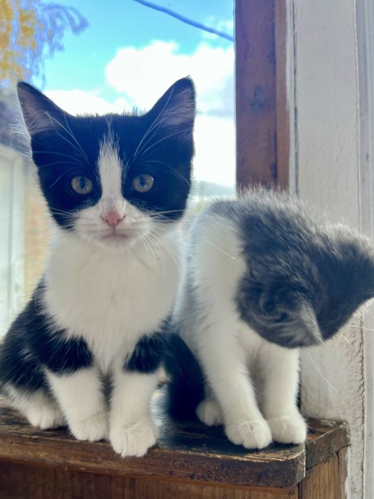 Кошенята у добрі руки