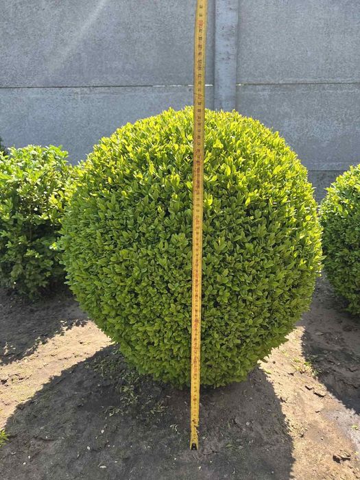 продам самшит стриженый в виде шара. можжевельник блю эрроу. туи