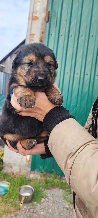 Продам цуценят поміст нім.вівчарки і алабая