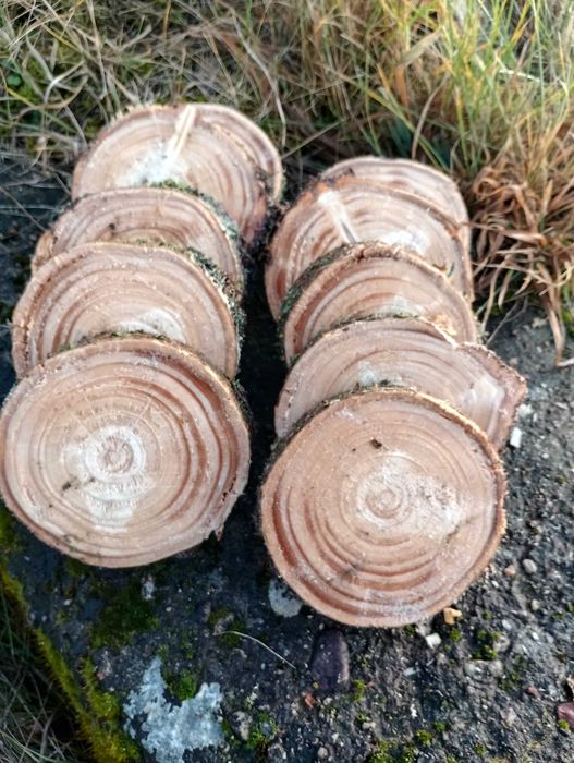 Świerkowy plaster drewna 10 sztuk krążek świerkowy 8-15cm 2cm