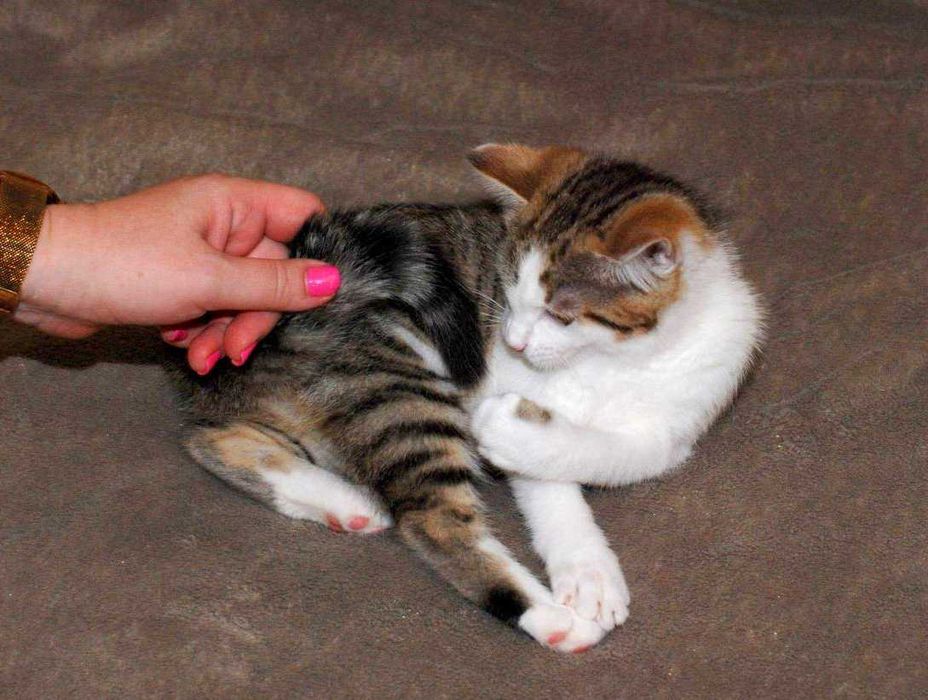 Крошечное сердце ищет дом! Котенок Лямура 3  мес