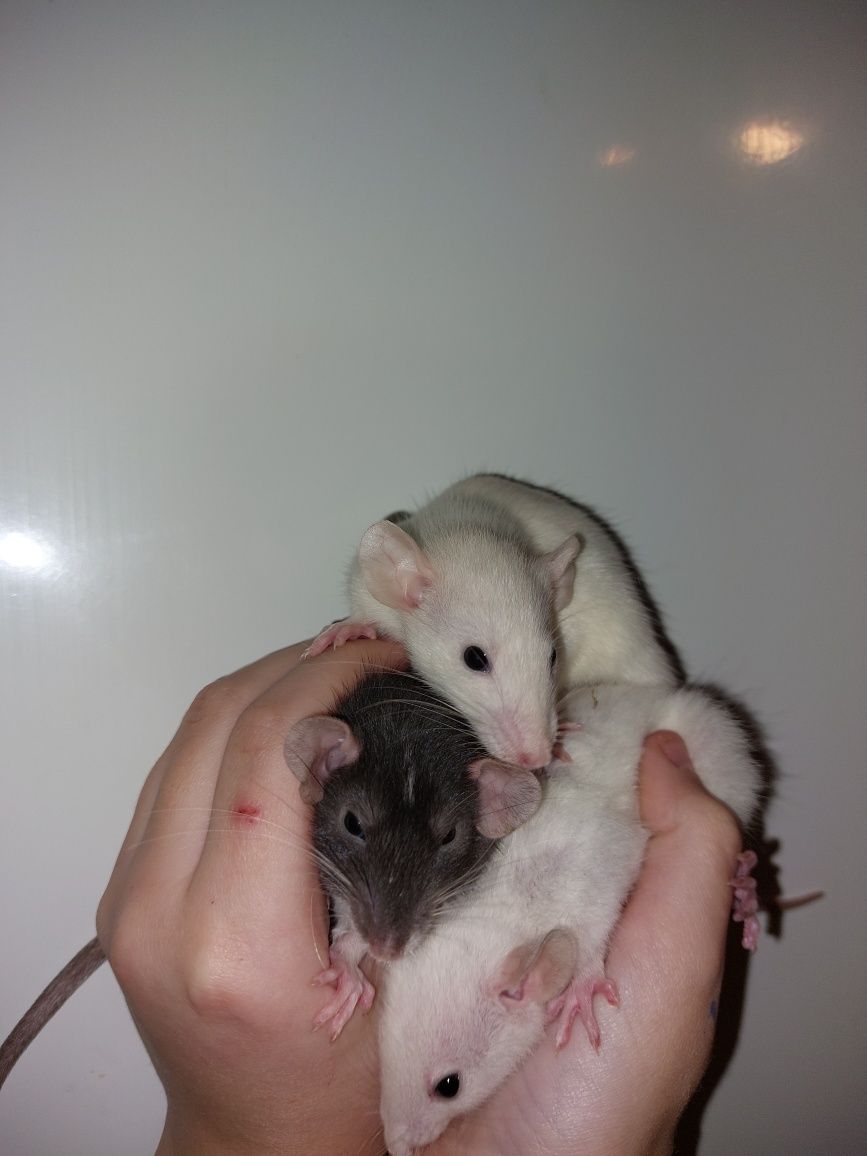 Самки дамбо крыски / пацюки . Дамбоухие крисята