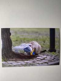 Fotografia Impressa para Molduras Gato
