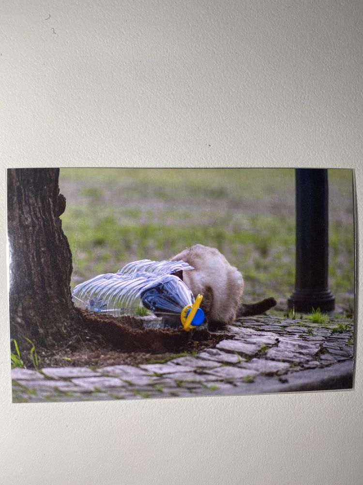 Fotografia Impressa para Molduras Gato