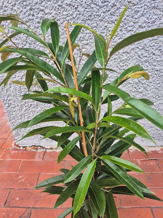 Ficus binnendijkii 'Amstel King' d17 h80cm