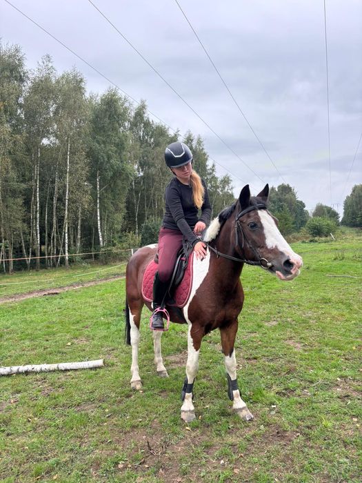 Wałach  138cm 12lat