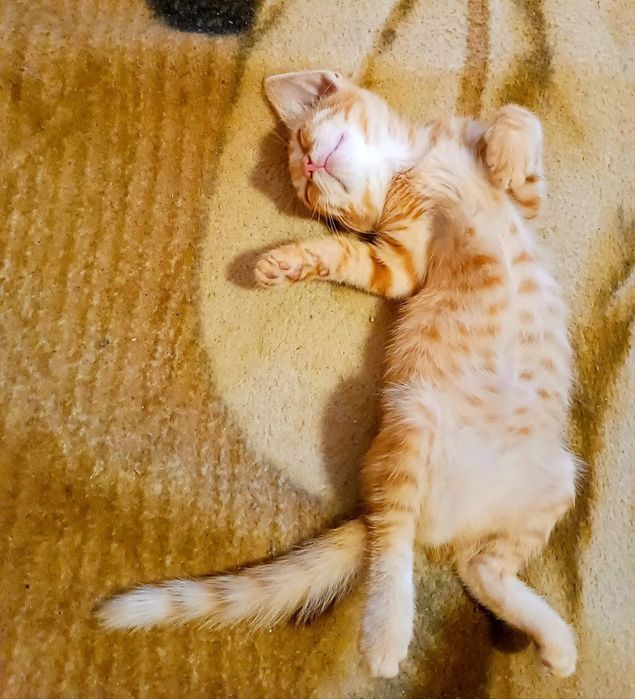 Котята отдам красивый котенок девочка