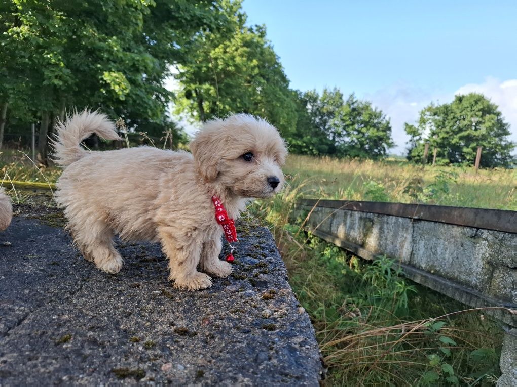 maltipoo szczeniak piesek