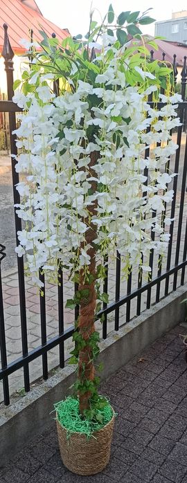 Drzewko wisteria galicjana w doniczce 140