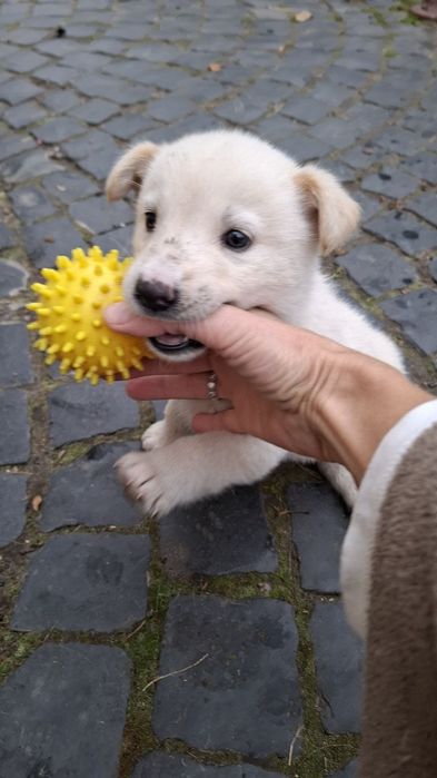 Собачки забавні звички