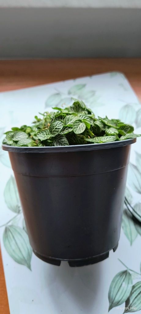 Oddam za darmo  Fitonie