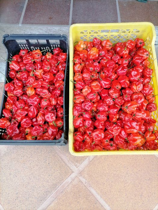 Ají Dulce Venezolano