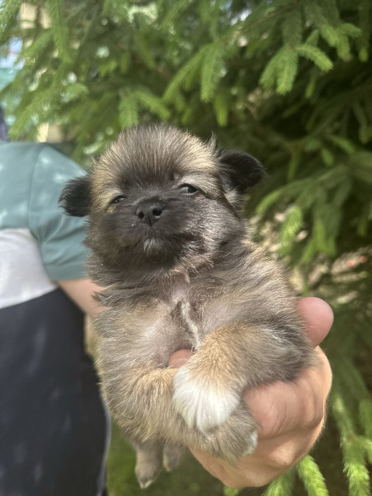 Цуценя чіхуа чіхуа 2 місяці
