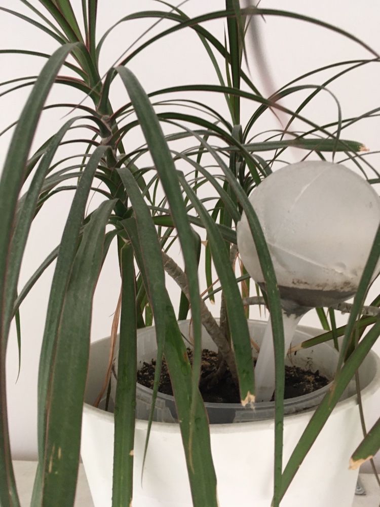 Kwiaty doniczkowe palma dracena i benjaminek