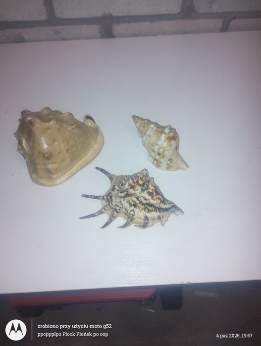 Muszle w stanie bardzo dobrym