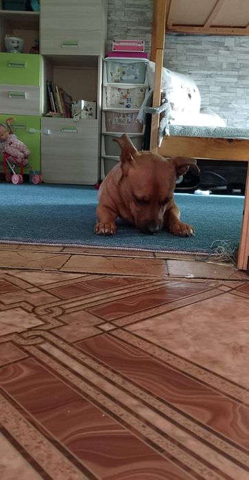 Oddam pieska w dobre rece