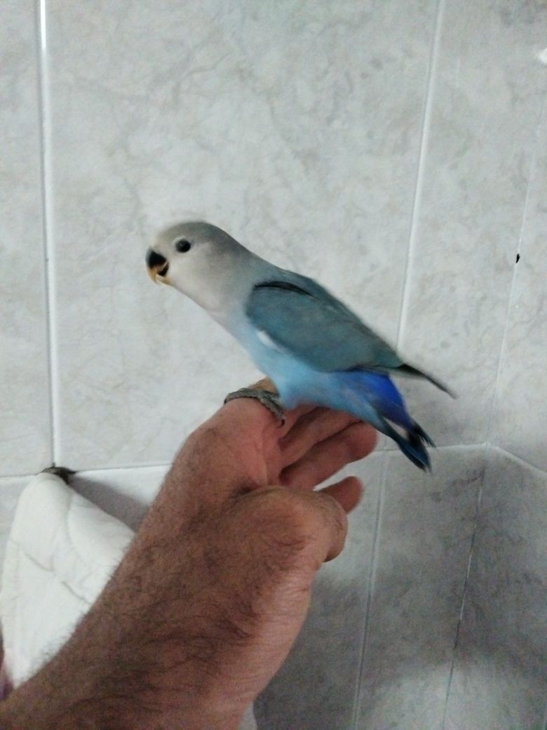 Caturra e agapornis criados á mão