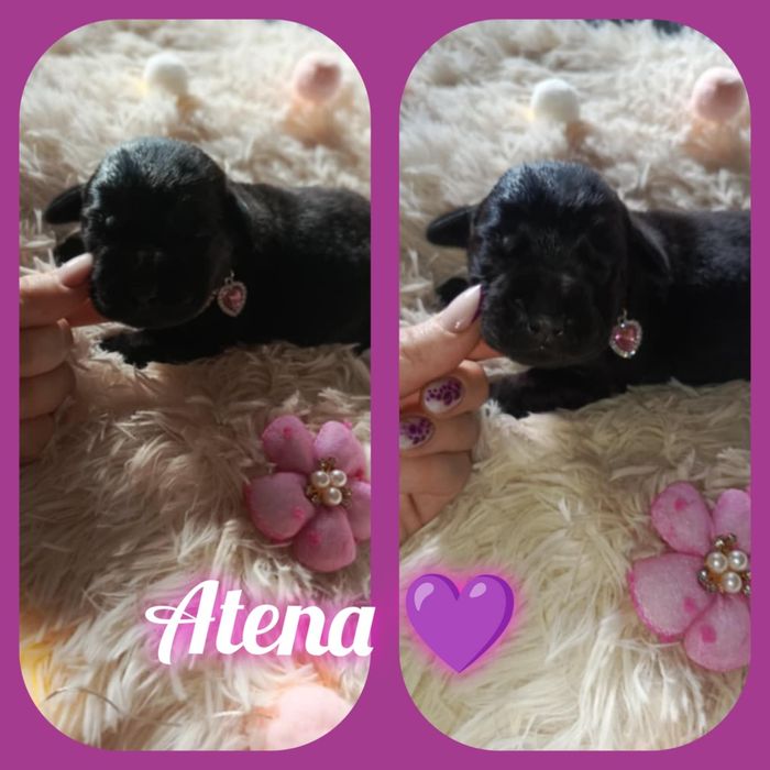 Śliczna sunia labrador retriever