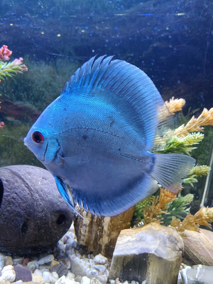 Discus Blue Diamond