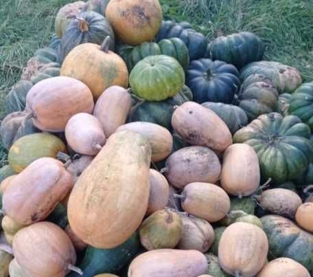Продам Кабаки Гарбуз Тыква на корм