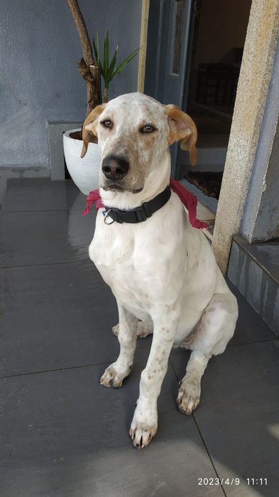 Para adopção responsável este lindo