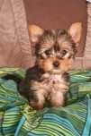 Pies York Yorkshire Terrier stalowo-złoty rezerwacja uszka Rocky