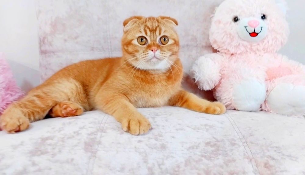 Ооочень ласковый котёночек Милашка шиншиллка