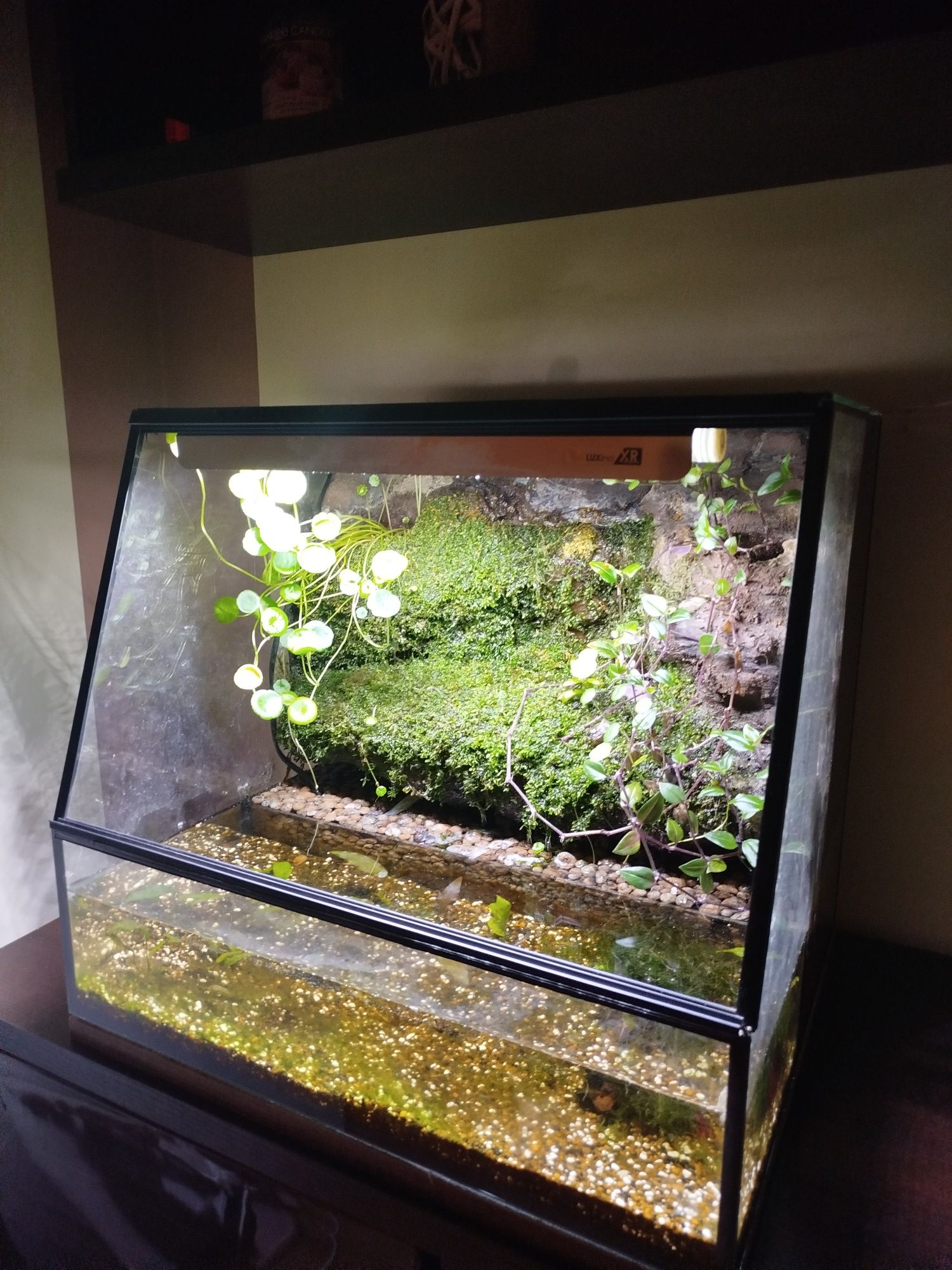 Paludarium 50x40x45 cm dla kraba, traszki, bojownika