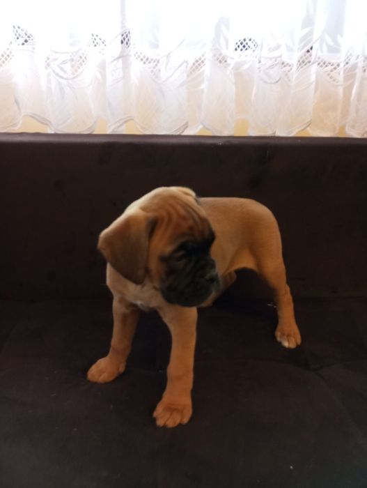 Bokser suczka  szczeniak