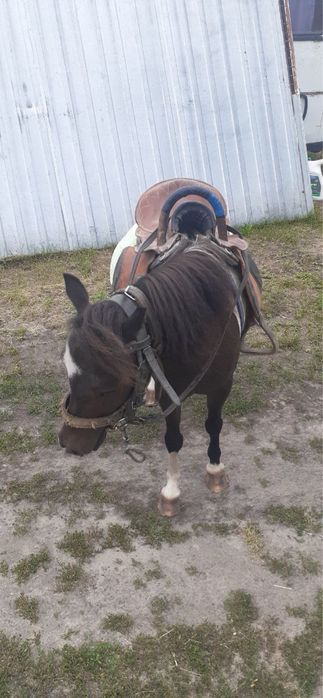 Продам Поні 7 років