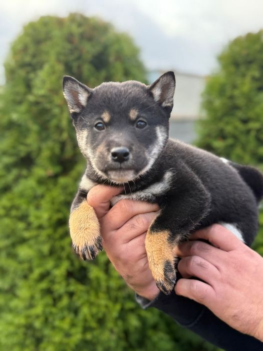 Shiba inu pisek gotowy do odbioru