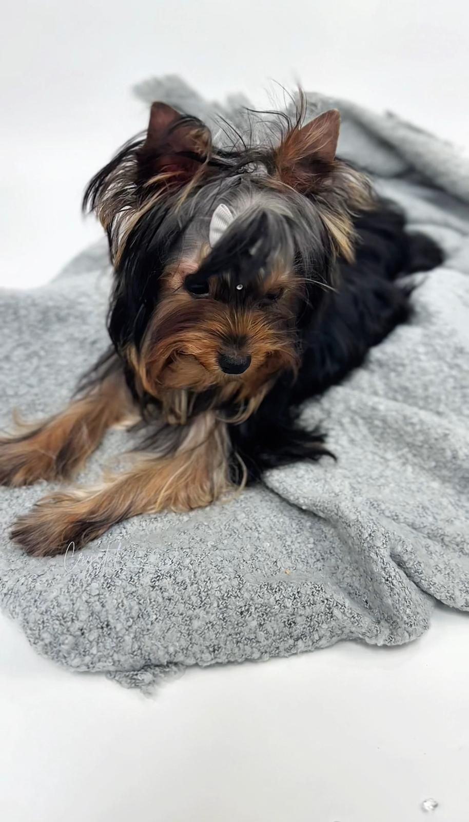 York Yorkshire terrier FCI : DAGLAS - piesek