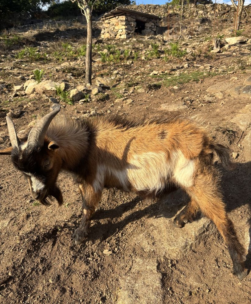 Cabrito anão macho, malhado, 1 ano de idade