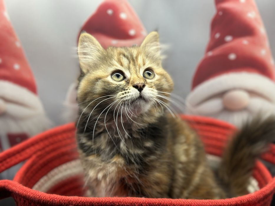 Piękna Kotka Syberyjska AURORA SeverynKa*PL