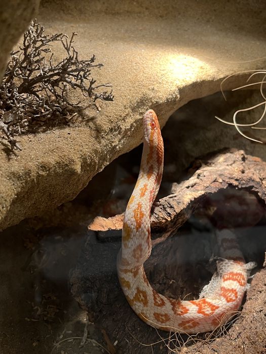 Sprzedam węża zbożowego, samice, razem z terrarium