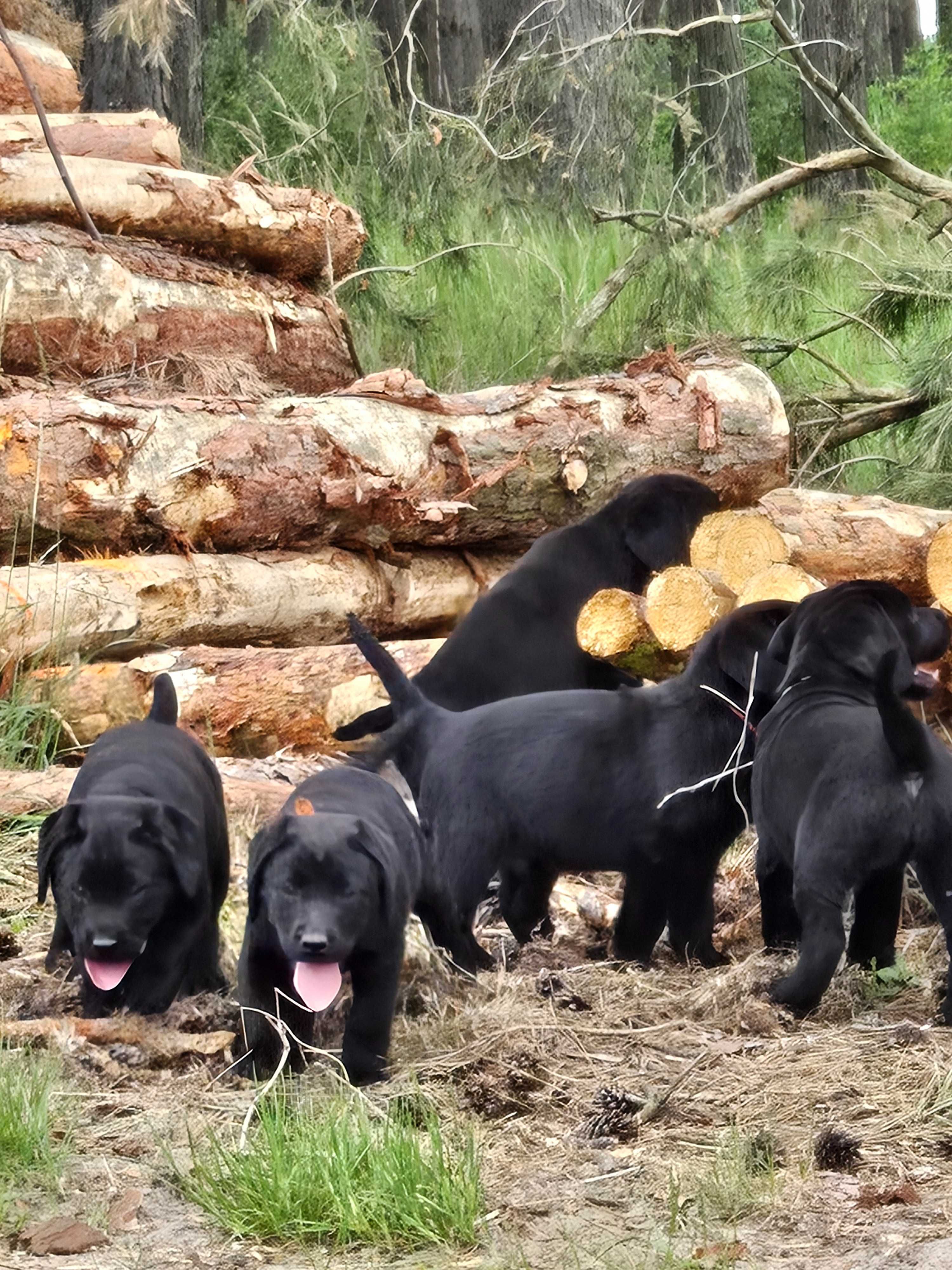 Labrador Retriever FCI Linia użytkowa