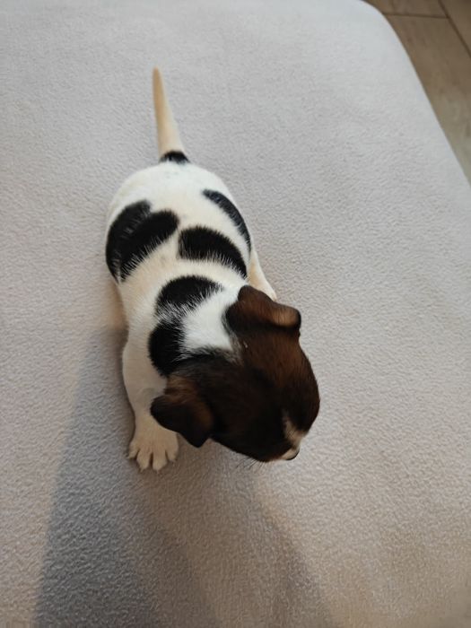 Sprzedam śliczną sunie Jack Russell Terrier tri-color